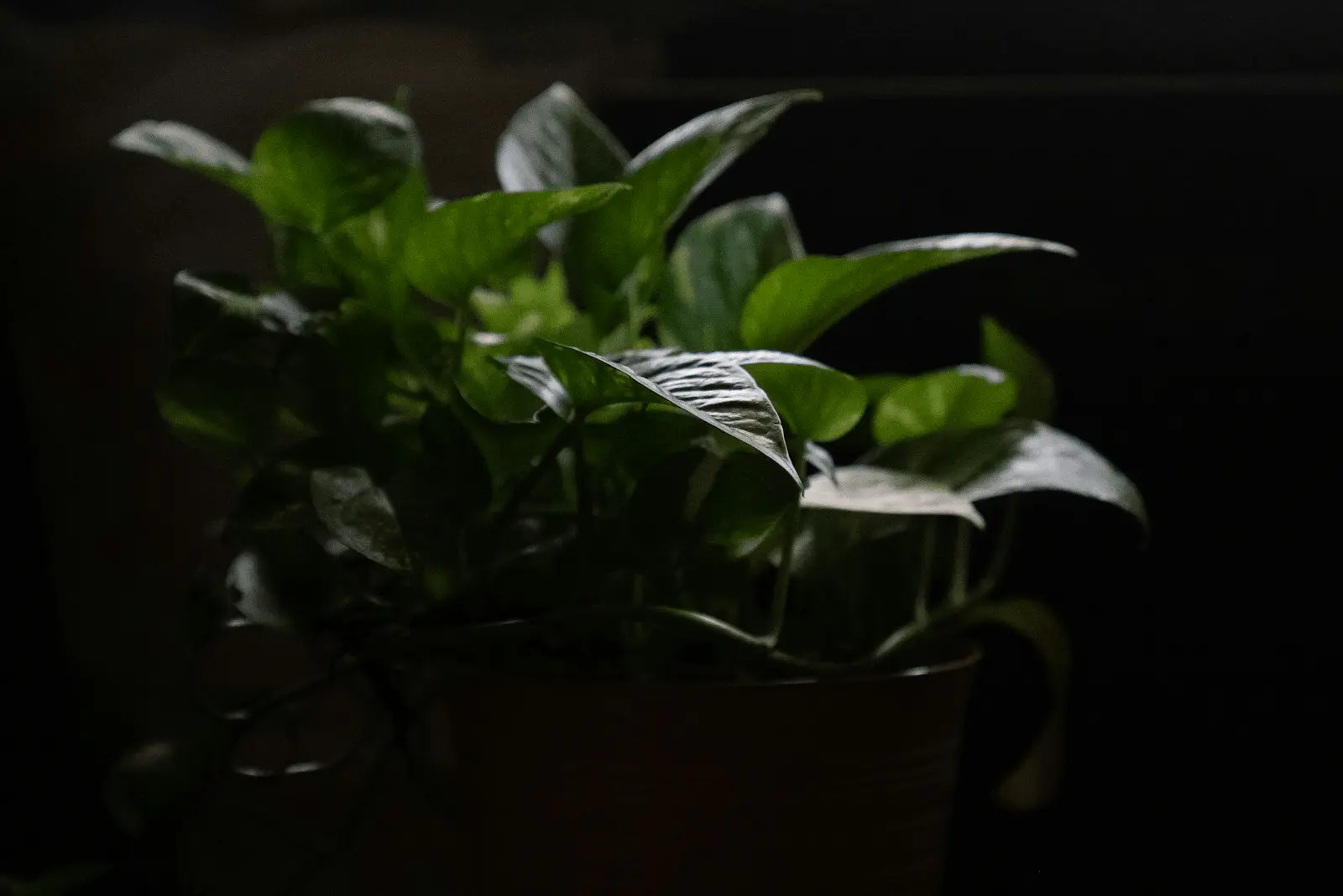 Pothos en pot dans un intérieur peu lumineux, feuillage dense mais feuilles de taille moyenne, pas de panéure marquée.