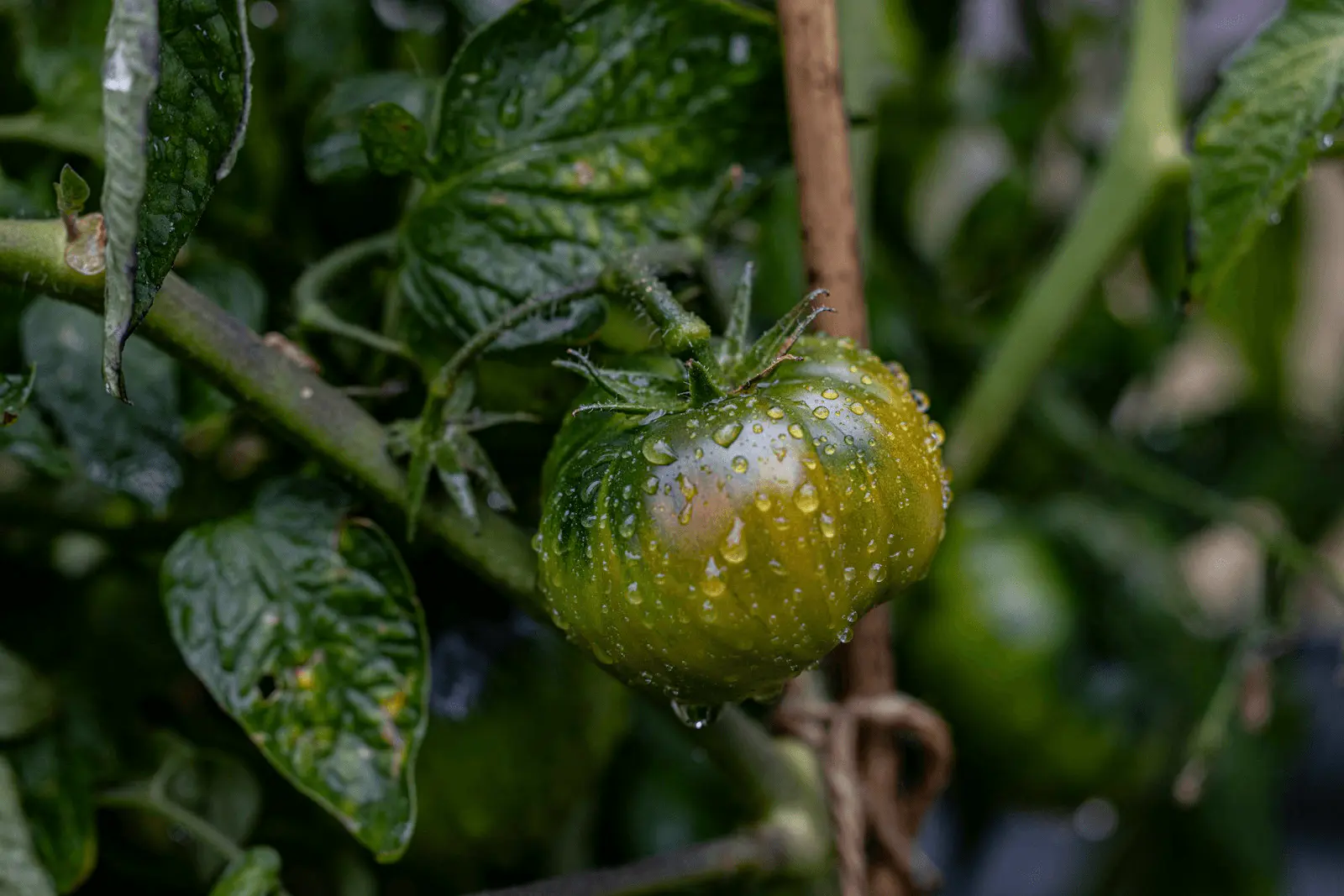 Plant de tomate avec gouttes d'eau sur feuilles, conditions propices au mildiou