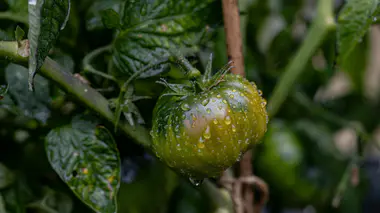 Plant de tomate en gros plan avec gouttes d'eau sur les feuilles, conditions d'humidité favorables au développement du mildiou