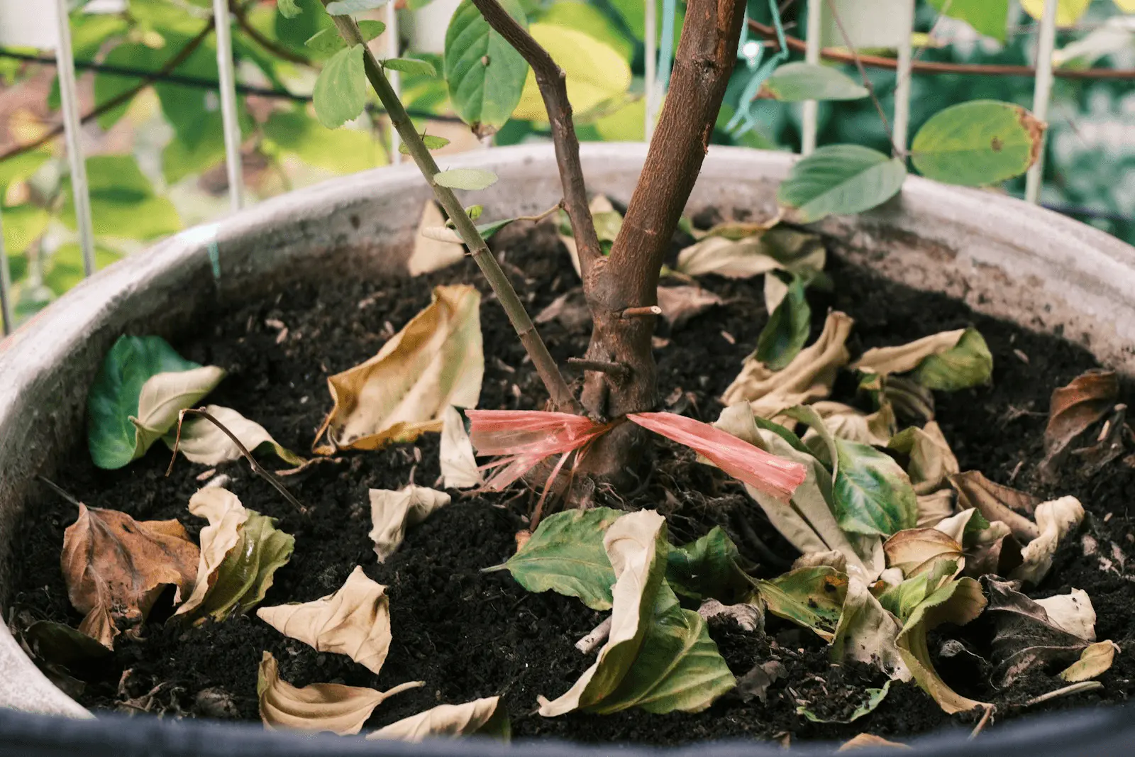 Plante en pot avec feuilles flétries et desséchées, symptôme à diagnostiquer