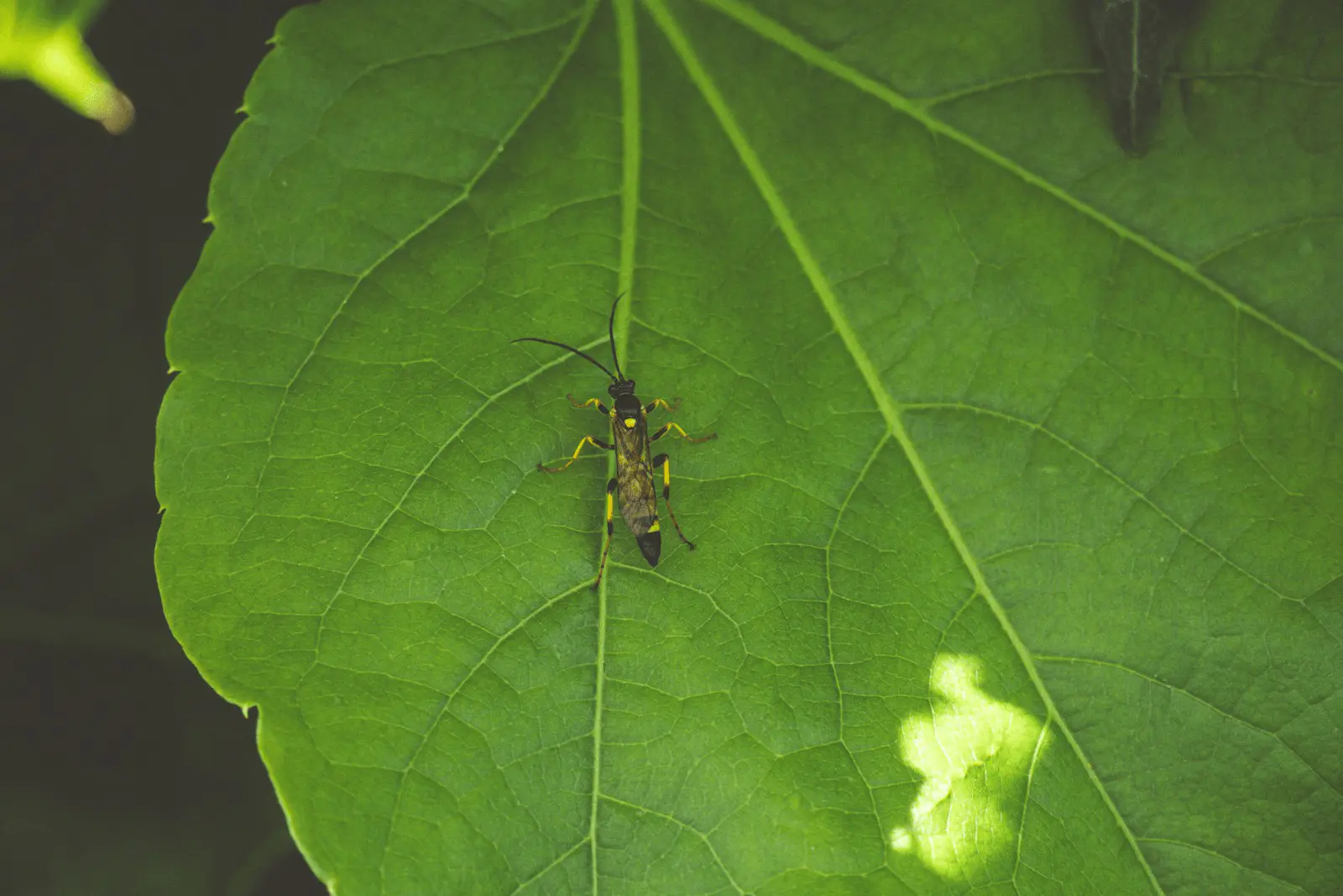 Insecte sur feuille verte en gros plan, illustration biodiversité du jardin