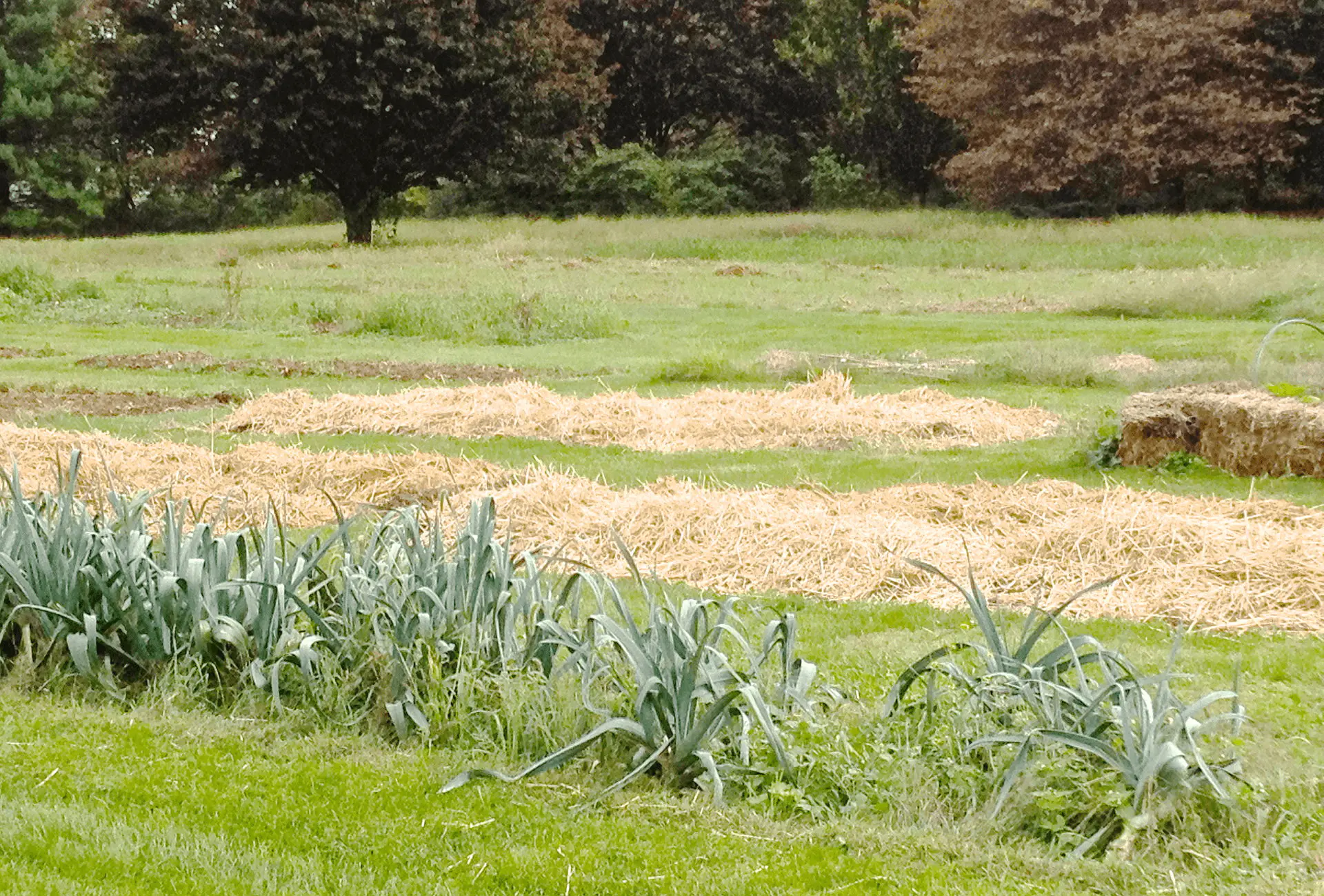 Parcelle de jardin potager paillée à la paille, rangs de jeunes légumes visibles entre les allées couvertes de paille dorée