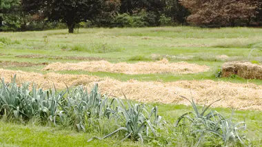 Parcelle de jardin potager paillée à la paille, rangs de jeunes légumes visibles entre les allées couvertes de paille dorée