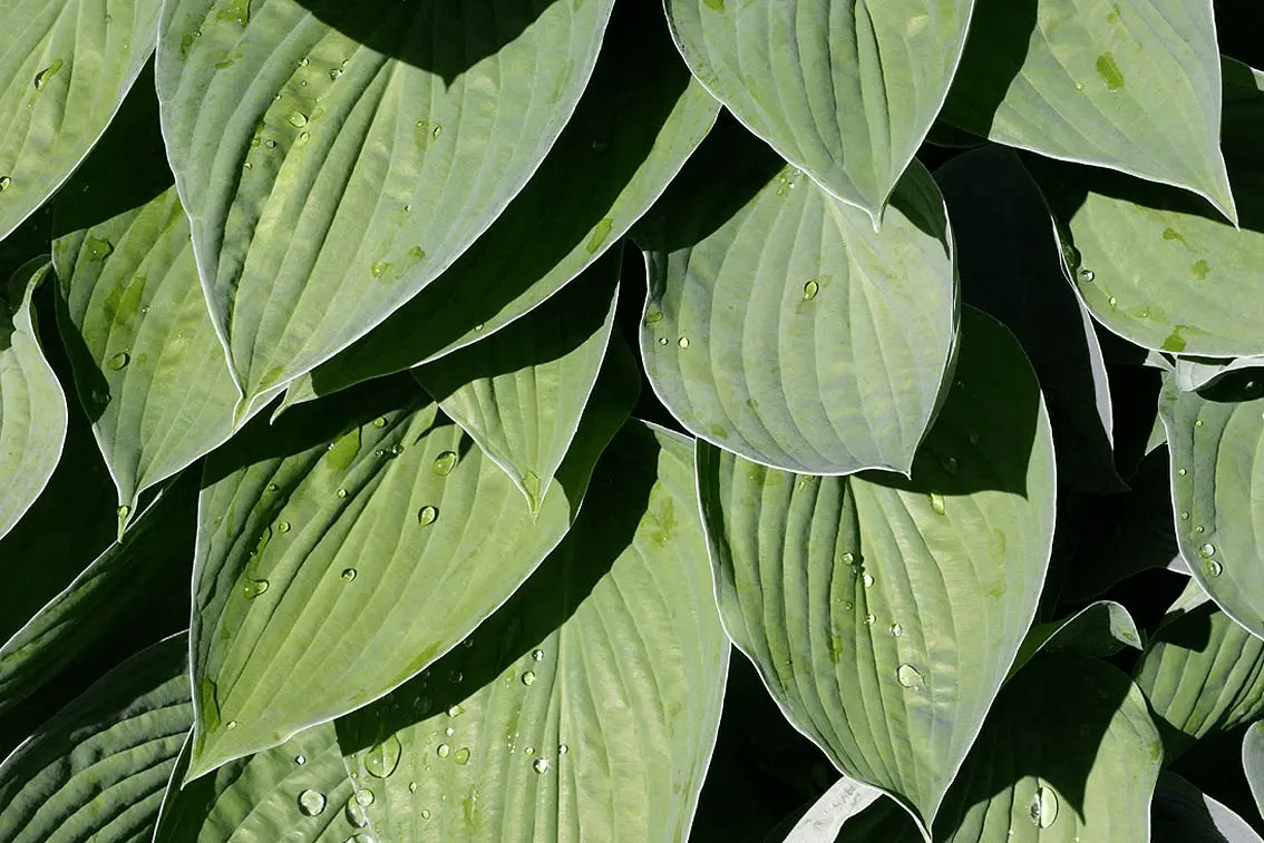 Feuillage panaché vert et crème de Hosta couvert de gouttes de pluie, plante idéale pour un balcon nord ombragé