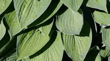 Feuillage panaché vert et crème de Hosta couvert de gouttes de pluie, plante idéale pour un balcon nord ombragé