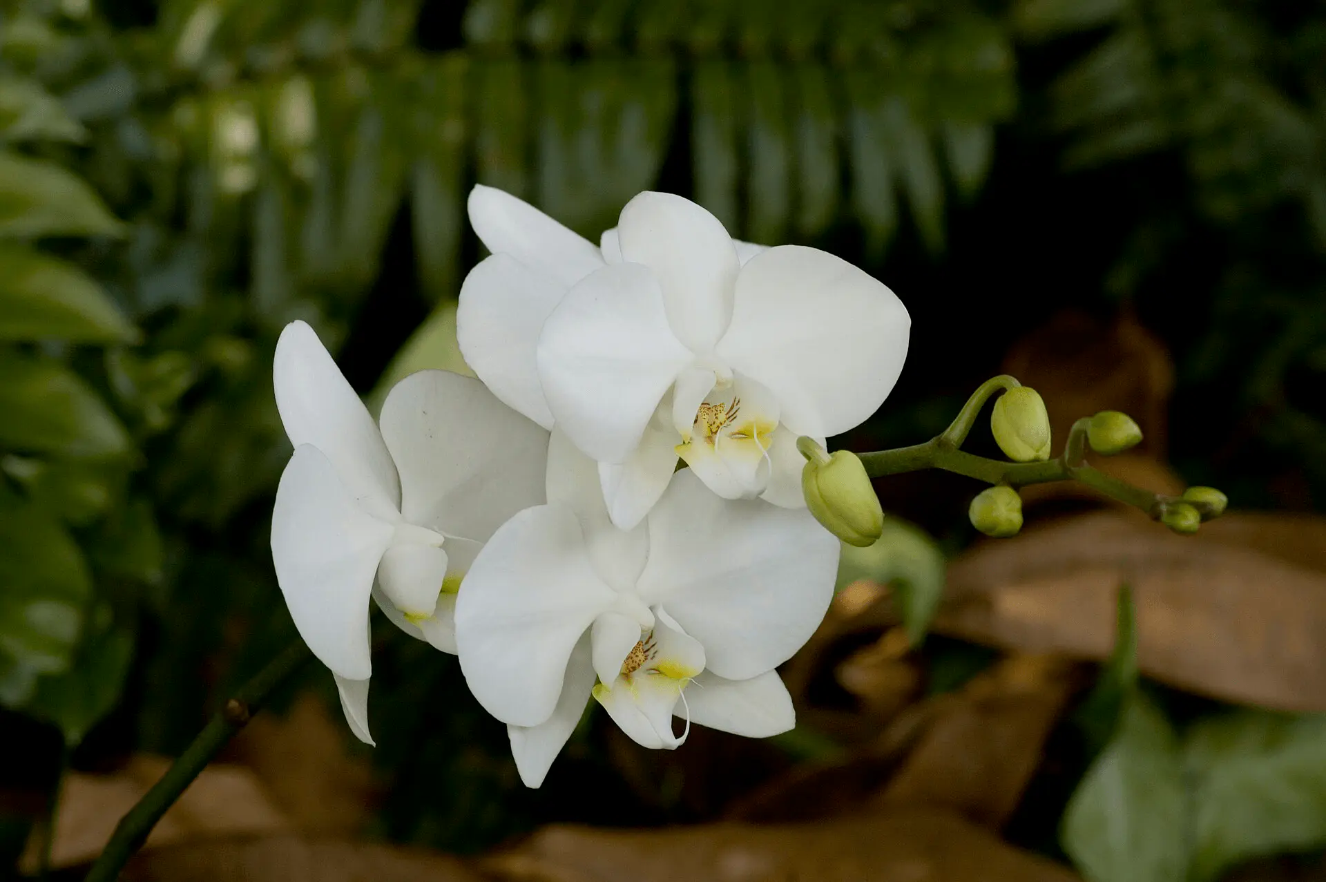 Orchidée Phalaenopsis blanche en pot, fleurs en cascade, idée cadeau Fête des Mères durable
