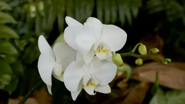 Hampe florale d'orchidée Phalaenopsis blanche, plusieurs fleurs épanouies sur la tige, plante idéale pour offrir