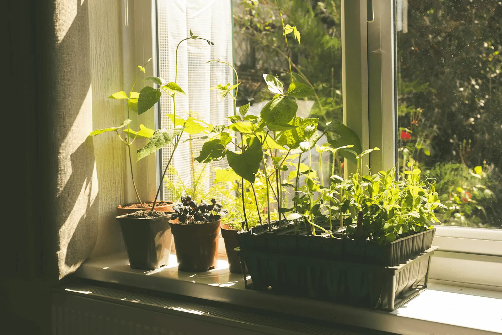Potager urbain sur balcon : jeunes pousses de pois et haricots grimpants cultivés en pot, illustration du potager en contenant