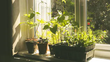 Potager urbain sur balcon : jeunes pousses de pois et haricots grimpants cultivés en pot, illustration du potager en contenant