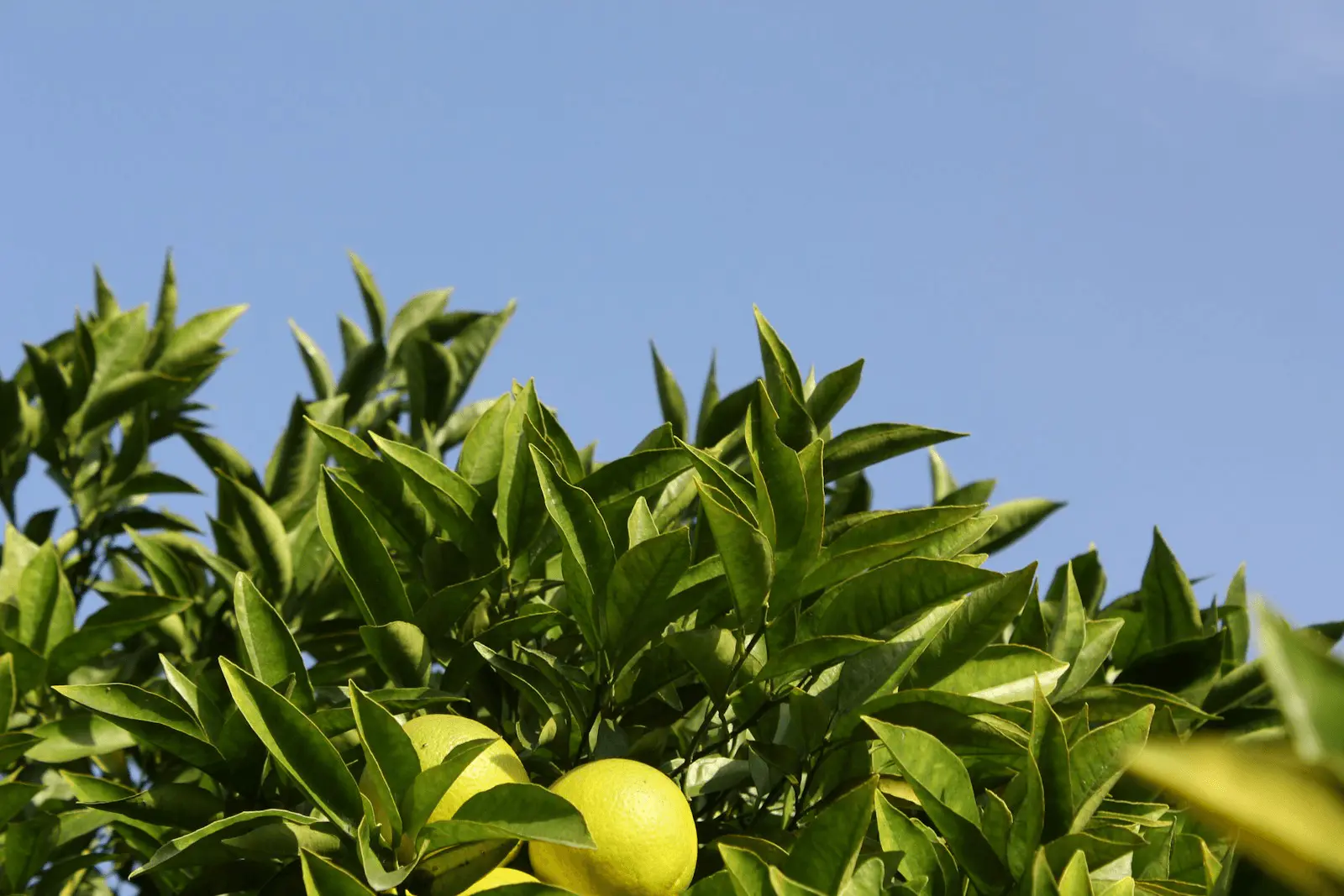 Branche de citronnier Citrus limon avec citrons verts et feuilles brillantes, ciel bleu en arrière-plan