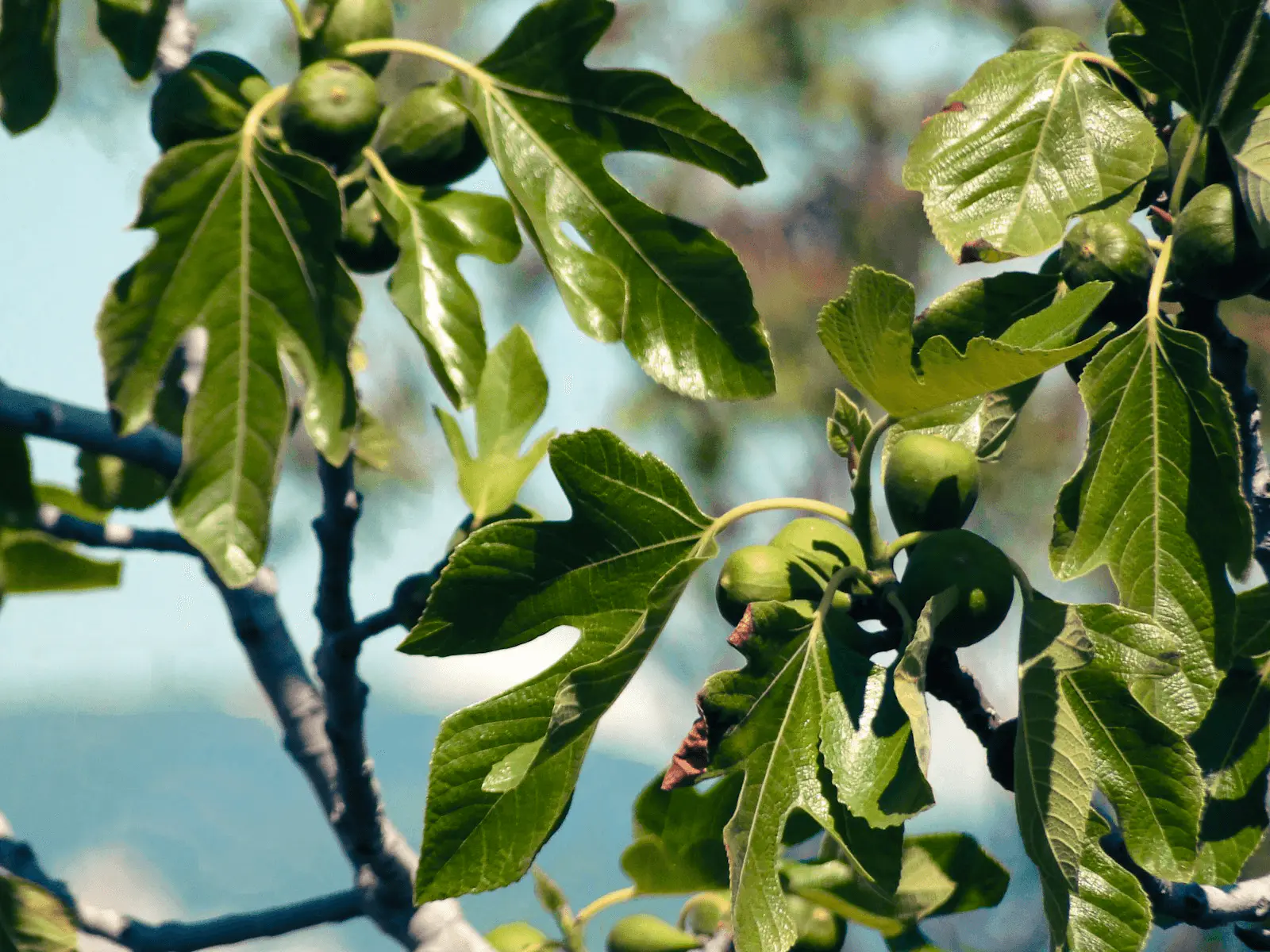 Branche de figuier Ficus carica avec jeunes figues vertes et feuilles lobées caractéristiques