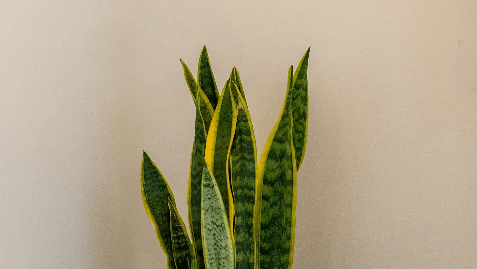 Sansevieria trifasciata Laurentii, feuilles verticales vertes à bordure jaune