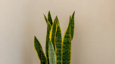 Sansevieria trifasciata (Dracaena trifasciata) 'Laurentii', feuilles verticales vertes à bordure jaune caractéristique, fond neutre clair.