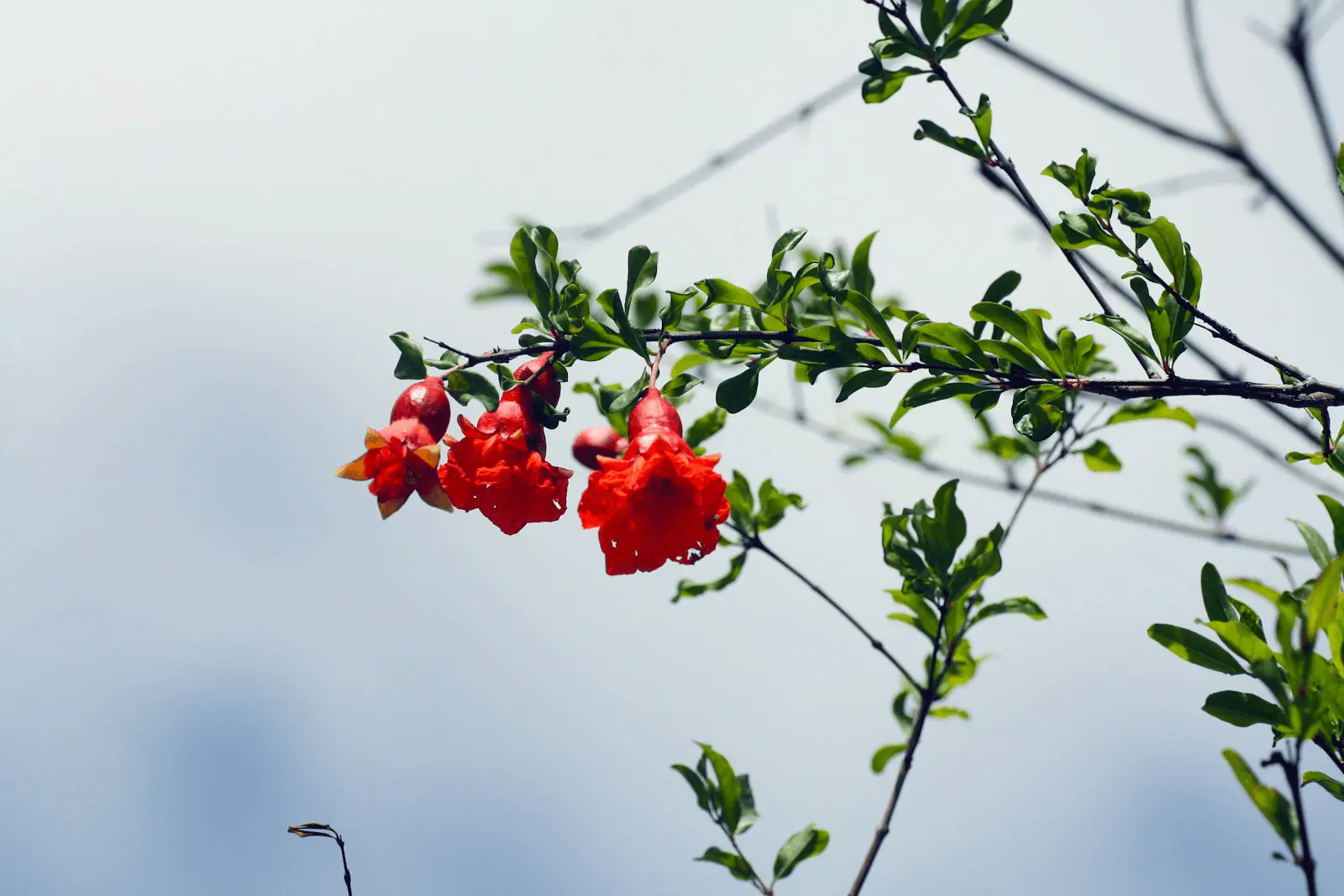 Fleur rouge orangée de grenadier Punica granatum sur branche ligneuse, bractées charnues