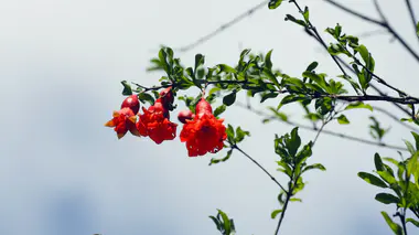 Fleur rouge orangée de grenadier Punica granatum sur tige ligneuse, bractées caractéristiques
