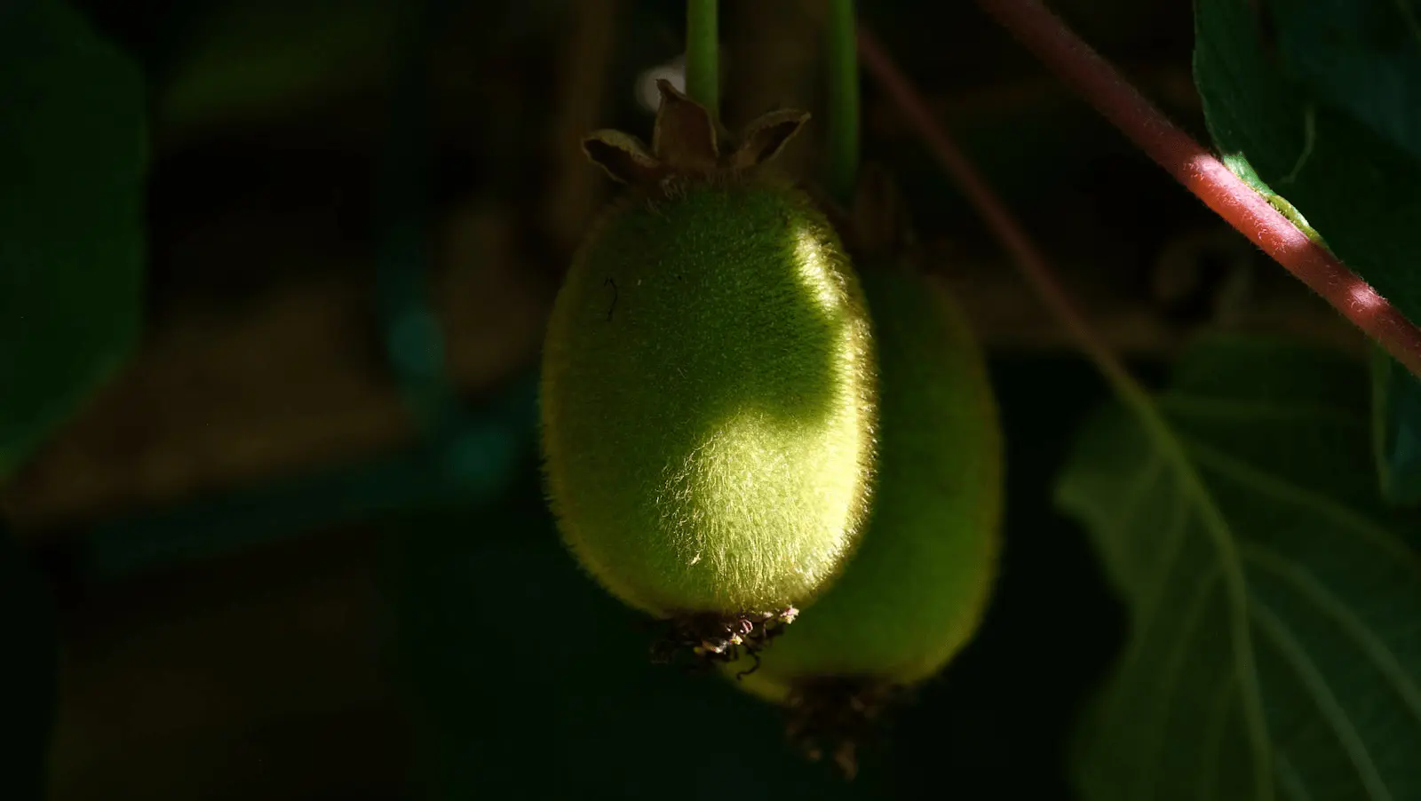 Deux kiwis Actinidia deliciosa pendus à une branche feuillée de liane, fruits veloutés