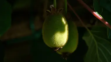Deux kiwis veloutés Actinidia deliciosa pendus à une branche feuillée d'actinidia