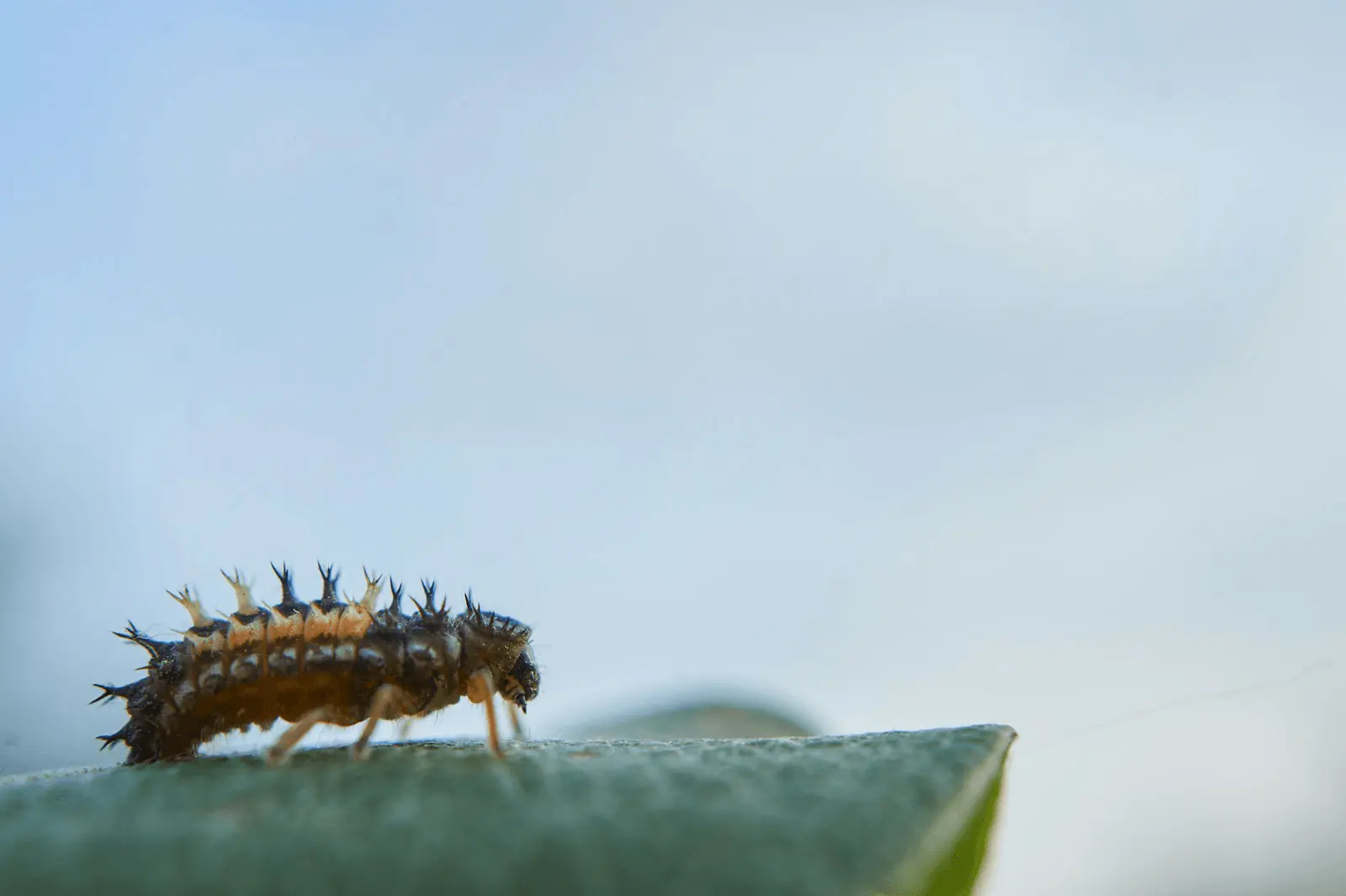 Larve de coccinelle noire et orange sur une feuille, grande dévoreuse de pucerons, auxiliaire précieux du jardin