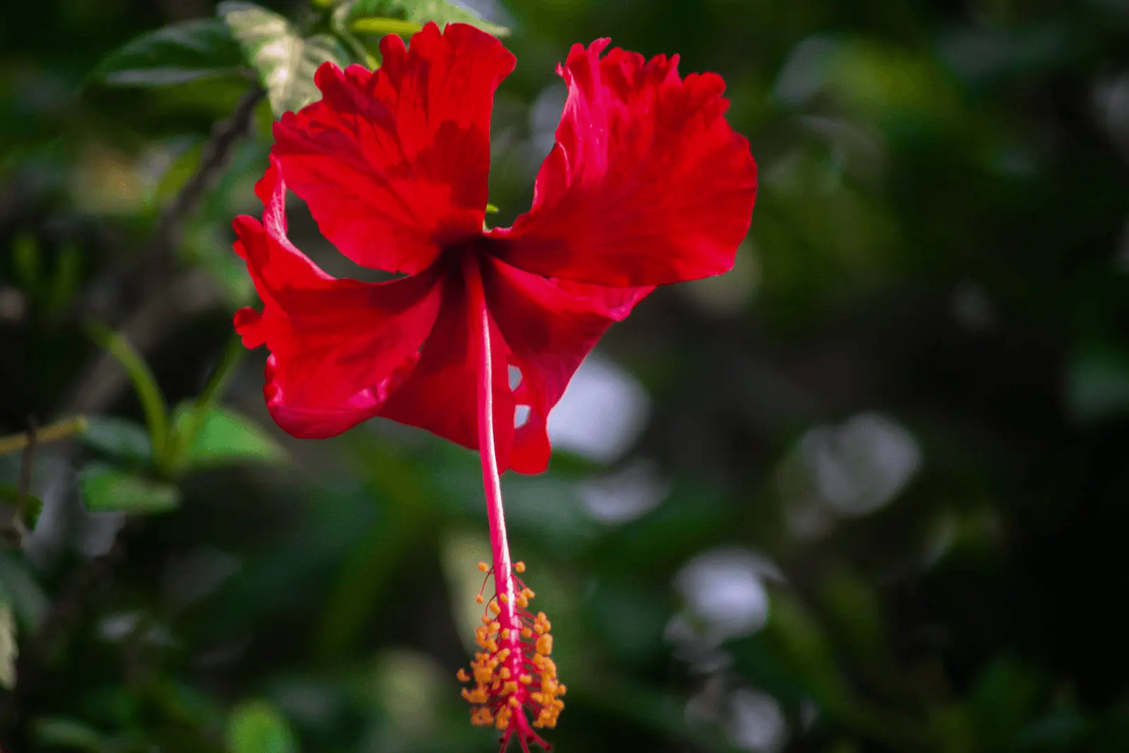 Fleur d'Hibiscus syriacus ou rosa-sinensis rouge à cœur sombre, pétales simples déployés, feuillage vert en arrière-plan
