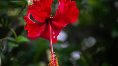 Fleur d'Hibiscus syriacus ou rosa-sinensis rouge à cœur sombre, pétales simples déployés, feuillage vert en arrière-plan.