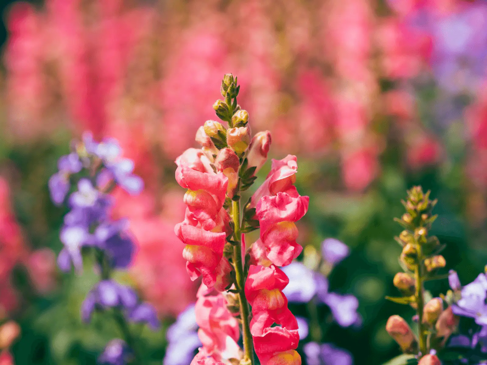 Mufliers (Antirrhinum majus) aux fleurs rose vif en gueule-de-loup, serrés en massif avec fleurs violettes en arrière-plan