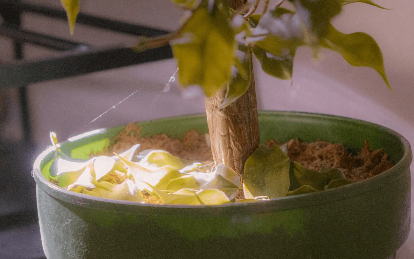 Plante en pot déshydratée : feuilles sèches repliées et substrat rétracté des bords du pot, symptômes de stress hydrique