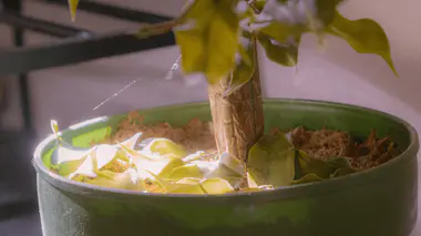 Plante en pot déshydratée : feuilles sèches repliées et substrat rétracté des bords du pot, symptômes de stress hydrique