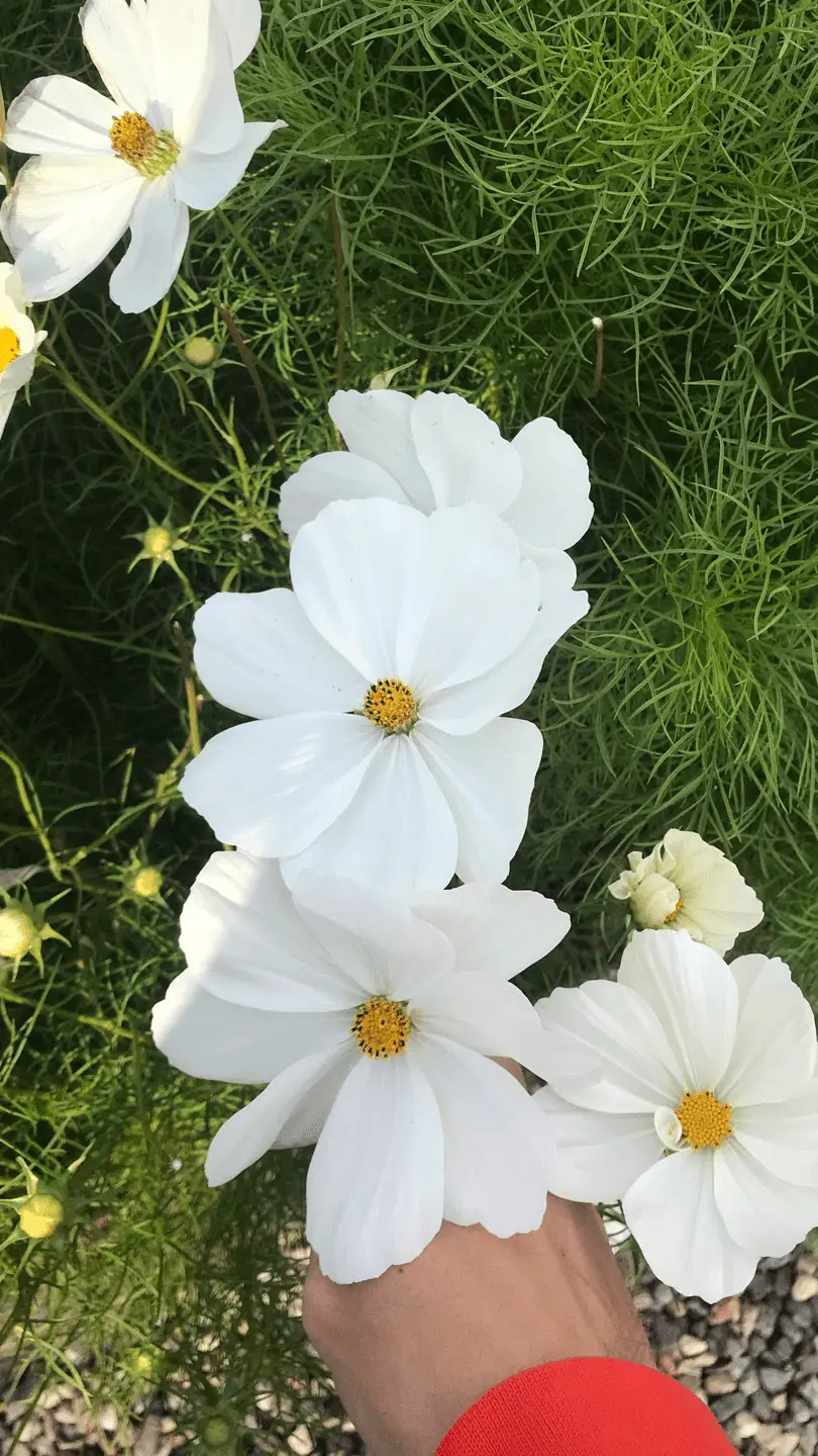 Fleur blanche de Cosmos bipinnatus à cœur jaune, pétales dentelés, feuilles finement découpées en arrière-plan