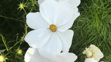Fleur de Cosmos bipinnatus blanche à centre jaune, pétales dentelés, annuelle mellifère des massifs d'été