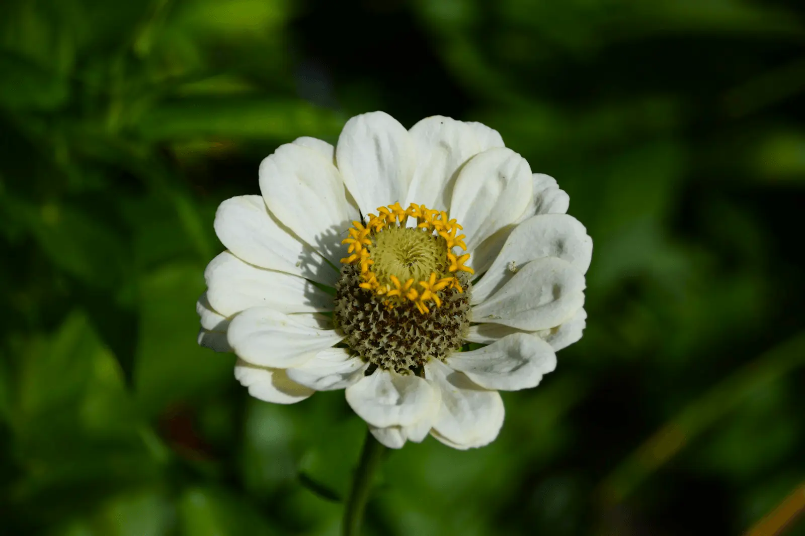Fleur de zinnia en gros plan, pétales blancs en couronne et cœur jaune doré, capitule typique des astéracées