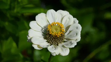 Fleur de Zinnia en gros plan, pétales blancs et coeur jaune doré, annuelle du Mexique qui fleurit tout l'été