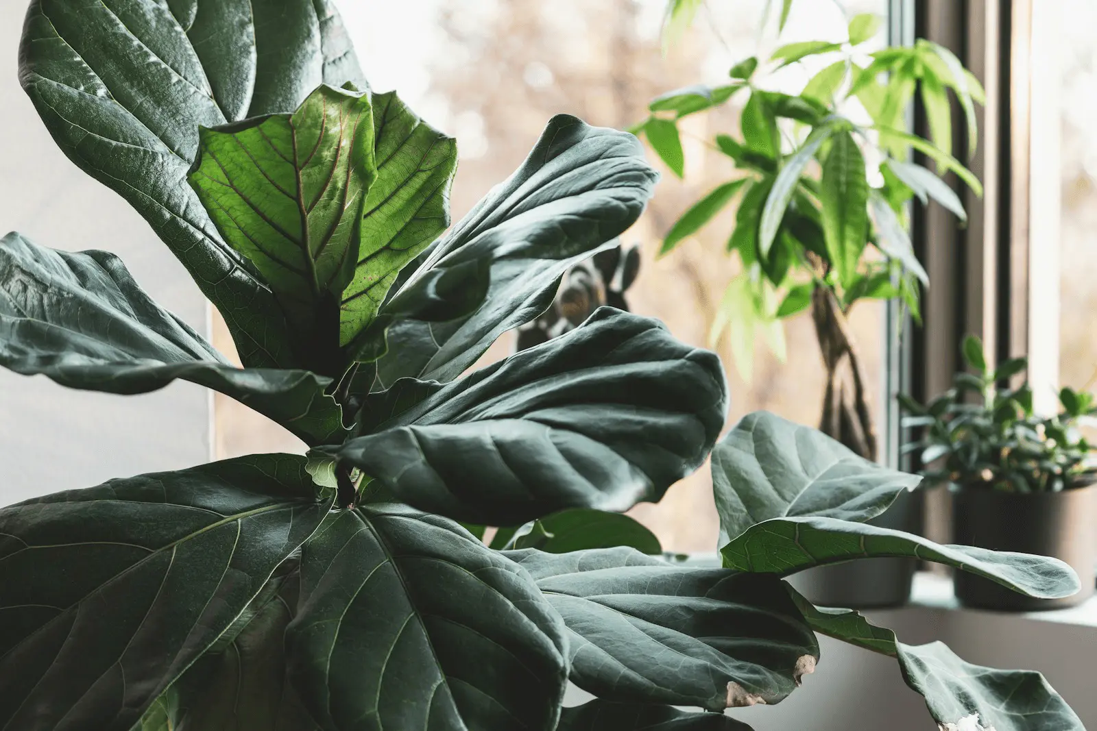 Ficus lyrata adulte aux grandes feuilles en forme de violon