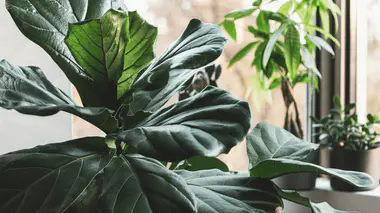 Ficus lyrata adulte aux grandes feuilles en forme de violon, placé près d'une fenêtre dans un intérieur lumineux
