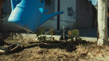 Arrosoir bleu sur feuilles brunies par la sécheresse, arrosage raisonné en période de canicule.