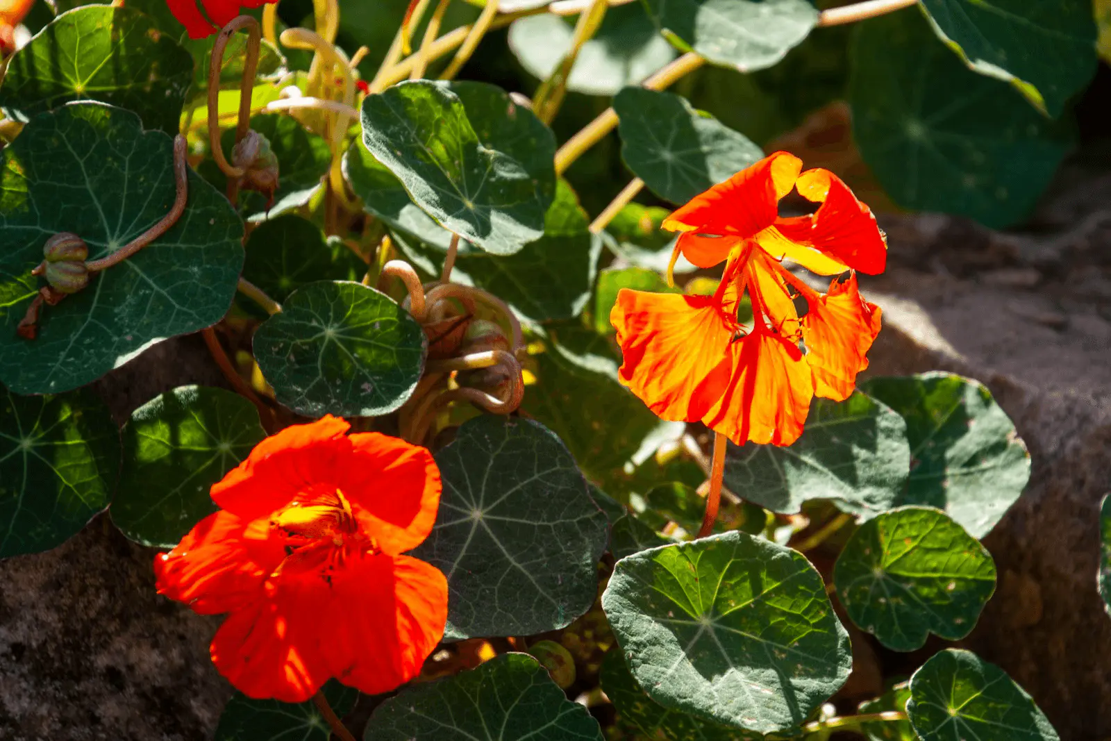 Fleurs oranges vives de Tropaeolum majus parmi des feuilles rondes peltees vert clair, vue à hauteur de plante