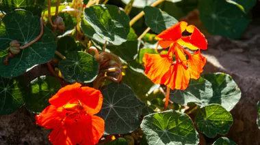 Fleurs oranges vives de Tropaeolum majus parmi les feuilles rondes peltées, annuelle comestible et plante-piège à pucerons