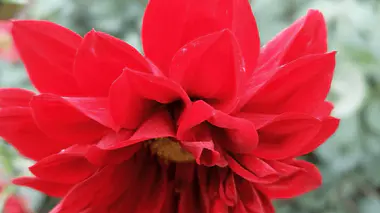 Fleur de Dahlia pinnata en capitule double, pétales colorés disposés en spirale, bulbe gélif à rentrer l'hiver