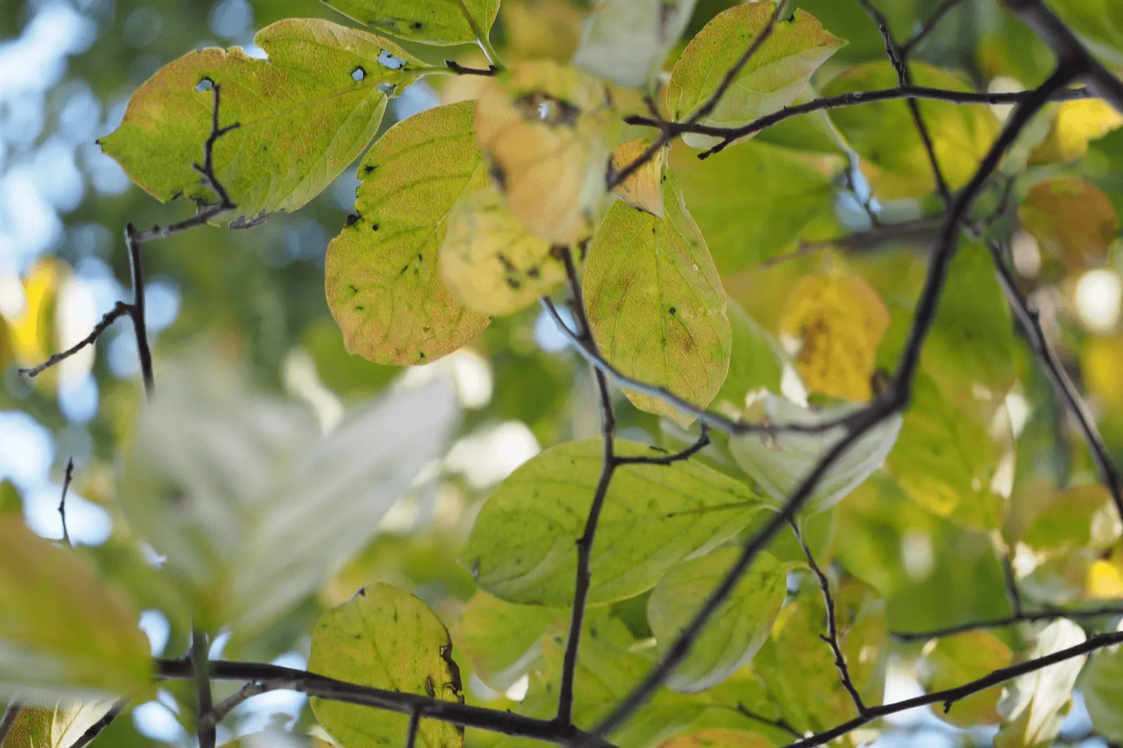 Fruits de plaqueminier Diospyros kaki orange vif mûrissant sur les branches en automne