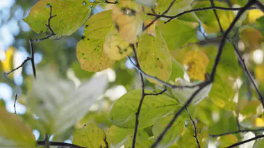 Fruits de plaqueminier (Diospyros kaki) mûrissant en automne sur l'arbre, couleur orange vif caractéristique.