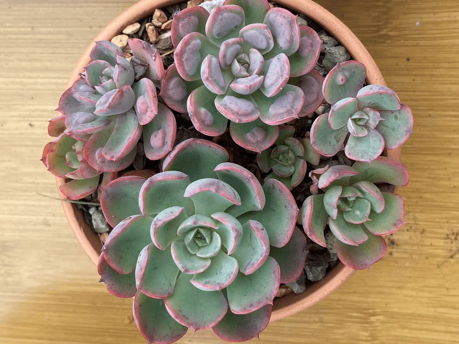 Echeveria 'Rainbow' en pot, rosette compacte de feuilles panachées rose et vert pâle