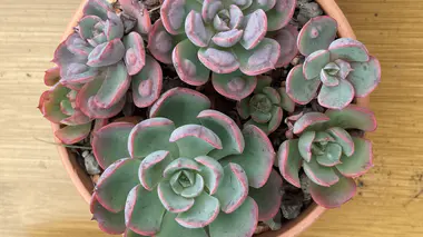 Echeveria 'Rainbow' en pot, rosette compacte de feuilles charnues panachées rose et vert pâle, succulente d'extérieur