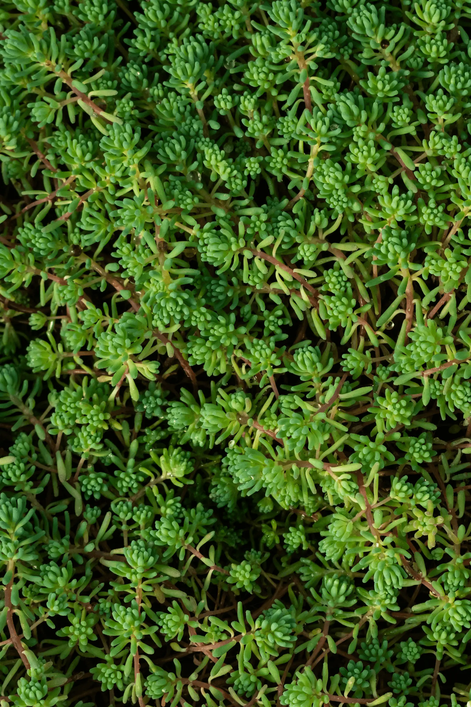 Sedum tapissant en pot avec feuillage charnu vert clair en touffes denses