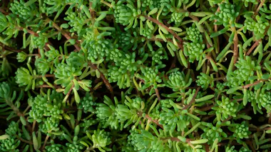 Sedum acre ou similaire en couvre-sol, feuillage charnu vert clair en touffes denses, succulente vivace de rocaille
