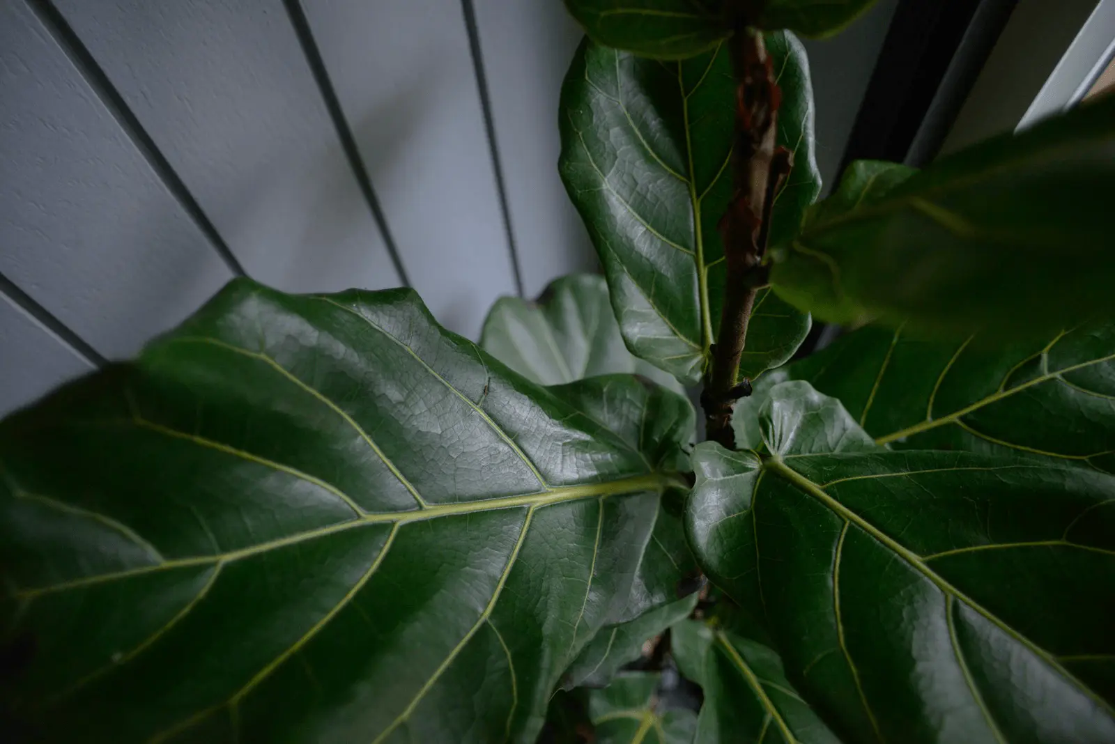 Gros plan sur les feuilles épaisses et nervurées du Ficus lyrata