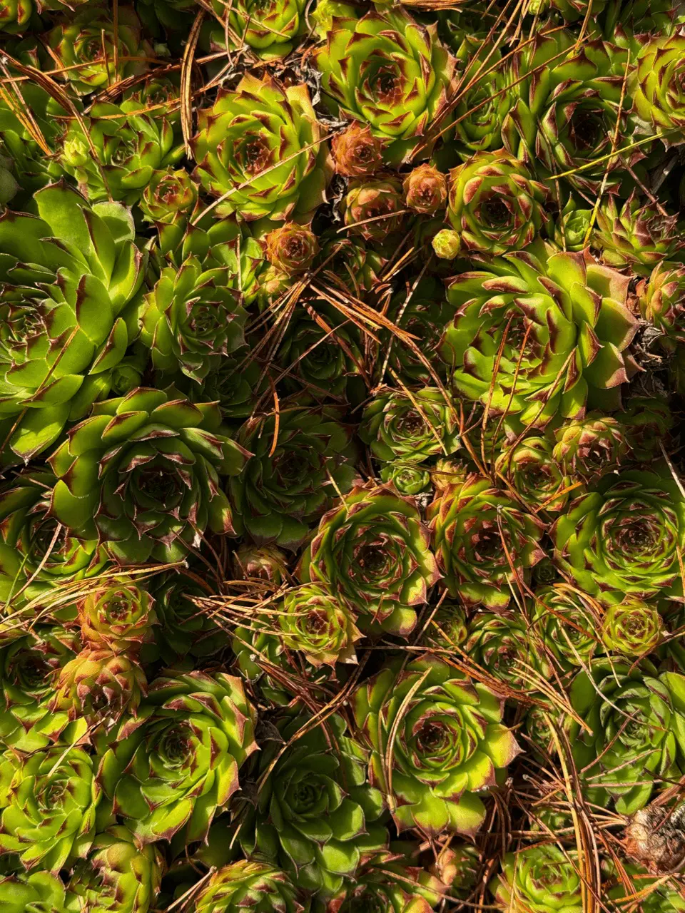 Sempervivum tectorum en pot, rosettes serrées de feuilles charnues pointues vert et rouge