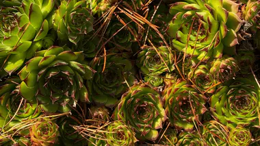 Sempervivum tectorum (joubarbe des toits) en pot, rosettes serrées de feuilles charnues pointues vert et rouge, succulente très rustique