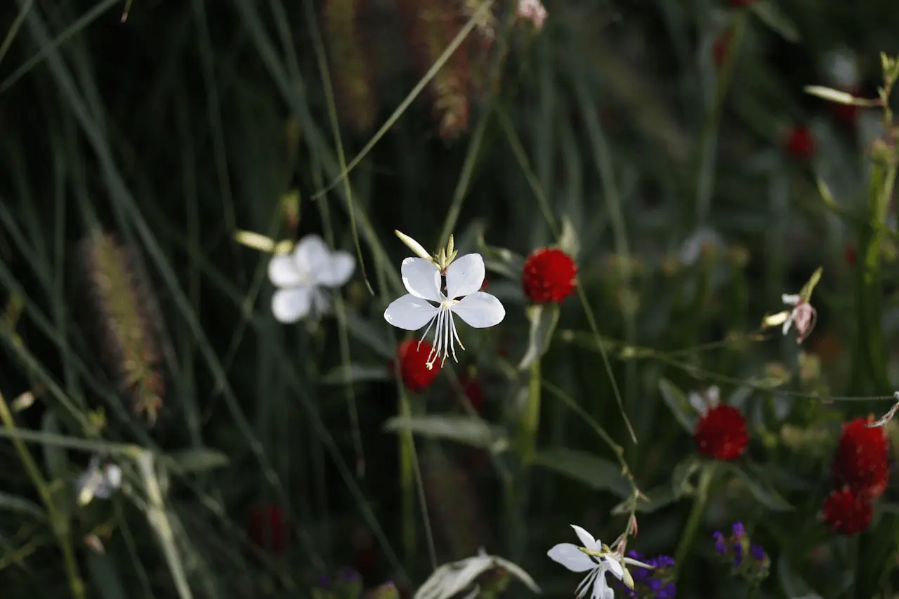 Gaura lindheimeri en fleur, fines panicules de fleurs blanches en papillon