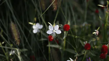 Gaura lindheimeri en fleur, panicules de fleurs blanches délicates en papillon, vivace résistante à la sécheresse