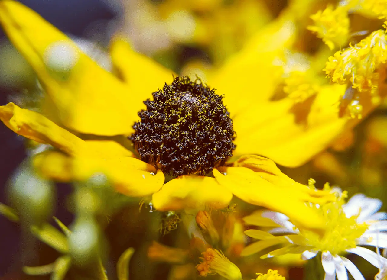 Rudbeckia 'Goldsturm' en fleur, capitules jaune vif à cœur noir conique