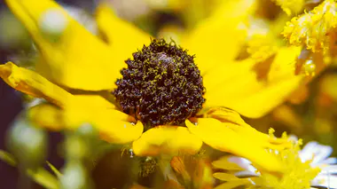 Rudbeckia fulgida 'Goldsturm' en fleur, capitules jaune vif à cœur noir, vivace mellifère de fin d'été